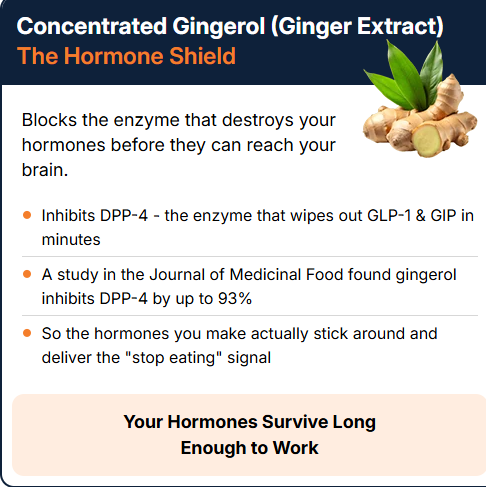 Concentrated Gingerol (Ginger Extract) — The Hormone Shield. Inhibits DPP-4 (the enzyme that wipes out GLP-1 & GIP in minutes). A study in the Journal of Medicinal Food found gingerol inhibits DPP-4 by up to 93%.